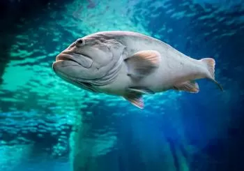 aquarium costa de almeria