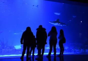 Atlantis Aquarium Madrid atlantis aquarium en madrid