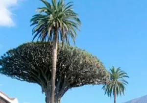 Los 10 mejores parques para visitar en España: naturaleza, aventura y diversión Parque del Drago en Tenerife