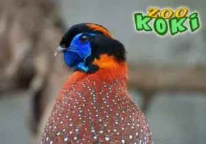8 Zoológicos Imprescindibles para Visitar en España Zoo Koki en Toledo