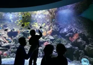 Grupos Acuario de Sevilla