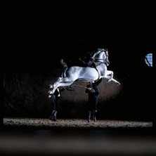 Como bailan los caballos andaluces 1