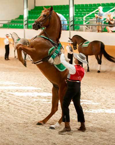 Ritmo a Caballo
